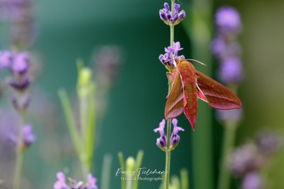 Groot avondrood - Deilephila elpenor