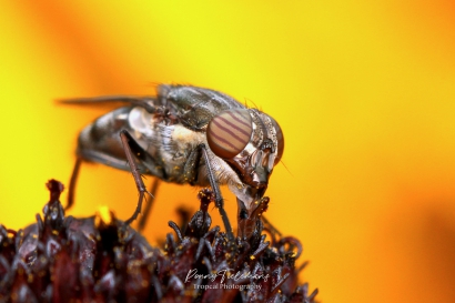 Sprinkhaanvlieg (Stomorhina lunata)