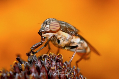 Sprinkhaanvlieg (Stomorhina lunata)