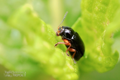 Oogvleksteilkopje - Cryptocephalus-ocellatus