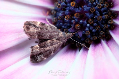 Brandnetelmot - Anthophila-fabriciana