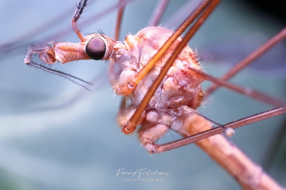 Langpootmug-Tipula-lunata