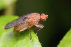 Drosophila simulans (Fruitvlieg)
