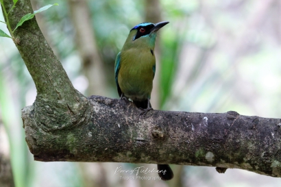 Blauwkruinmotmot - Momotus coeruliceps