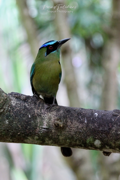 Blauwkruinmotmot - Momotus coeruliceps