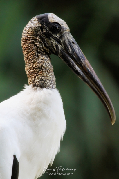 Zwartkopibis - Threskiornis melanocephalus