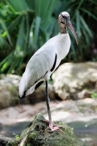 Zwartkopibis - Threskiornis melanocephalus