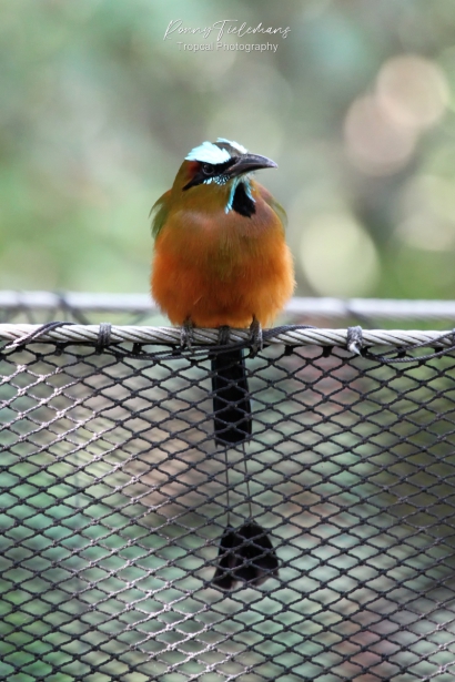 Blauwkruinmotmot - Momotus coeruliceps