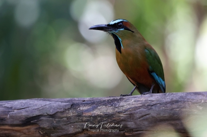 Blauwkruinmotmot - Momotus coeruliceps