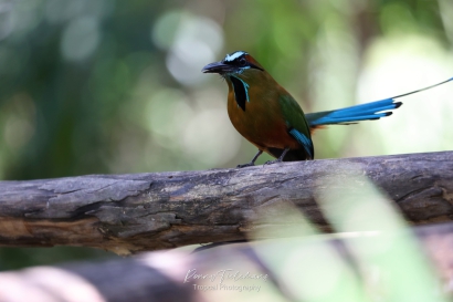 Blauwkruinmotmot - Momotus coeruliceps