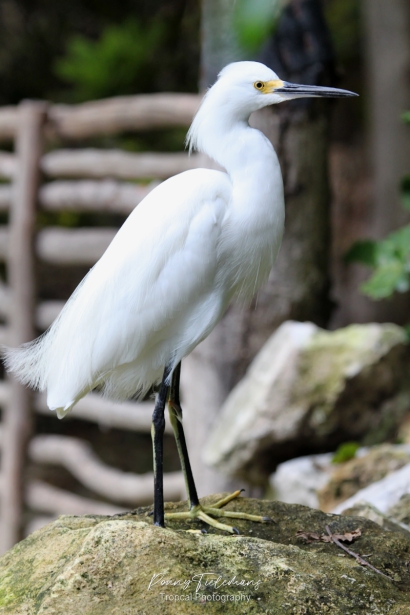 Amerikaanse kleine zilverreiger - Egretta thula