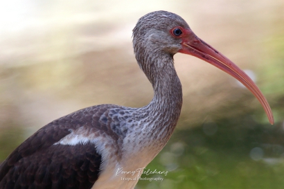 Witte Ibis (Juveniel) - Eudocimus albus