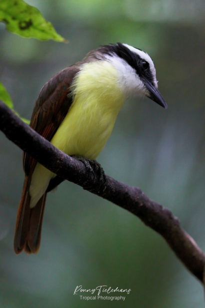 Grote kiskadie - Pitangus sulphuratus