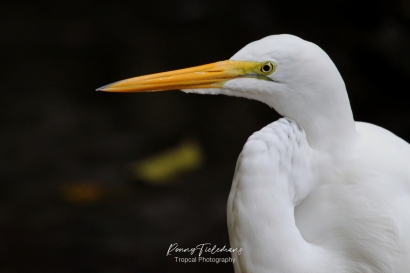 Grote Zilverreiger - Ardea alba egretta