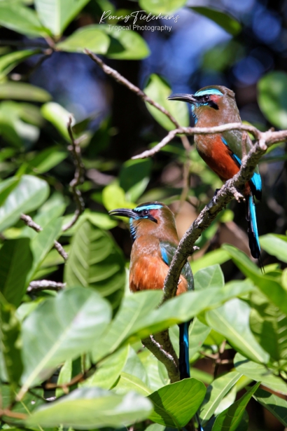 Turkoois-wenkbrauwmotmot - Eumomota-superciliosa