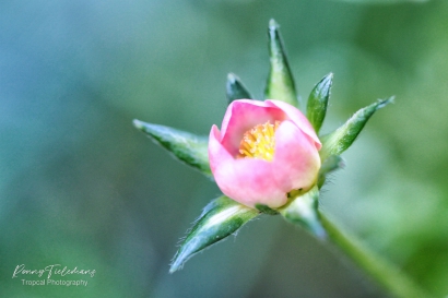 Roze-aardbeibloesem