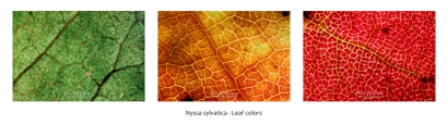 Nyssa sylvatica - Leaf colors