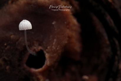 Suikermycena - Mycena-adscendens