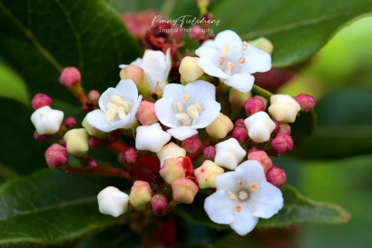 Viburnum-tinus