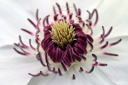 Stampertjes Clematis