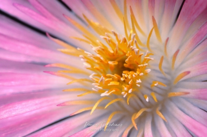 Stampertjes van bloem