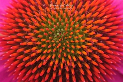 Stamper Zonnehoed - Echinacea