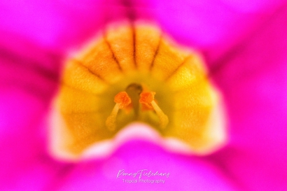 Stampertjes van bloem