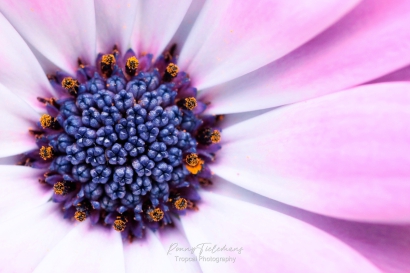 Stampertjes van bloem