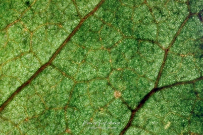Nyssa sylvatica - boomblad groen
