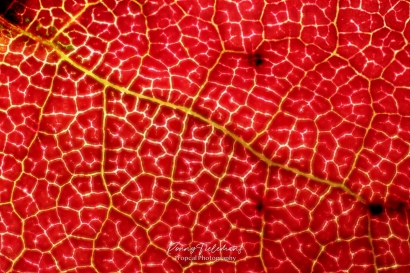 Nyssa sylvatica - boomblad rood