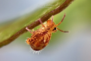 Dicyrtomina-saundersi