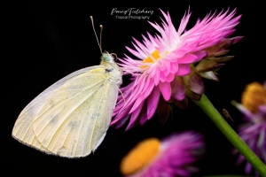 Klein koolwitje - Pieris rapae