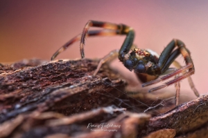 Gewone kameleonspin - Misumena vatia