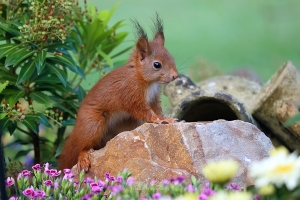 Europese-Rode-Eekhoorn - Sciurus-vulgaris