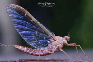 Gewone-tweevleugel - Cloeon-dipterum