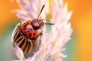 Coloradokever - Leptinotarsa-decemlineata