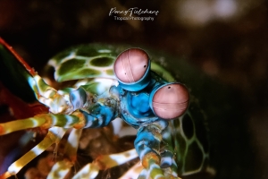 Bidsprinkhaankreeft - Mantis-shrimp