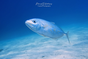 Oranjegevlekte-makreel - Orangespotted-trly-Carangoides-bajad