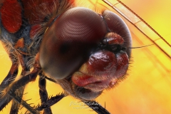 Bloedrode heidelibel - Sympetrum sanguineum