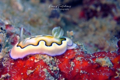 Chromodoris-coi