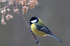 Koolmees - Parus-major