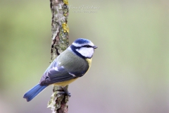 Pimpelmees - Cyanistes-caeruleus vroeger Parus-caeruleus