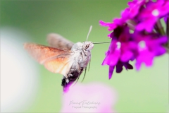 Kolibrievlinder - Macroglossum-stellatarum