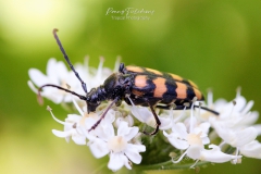 Gevlekte-smalboktor - Leptura-quadrifasciata