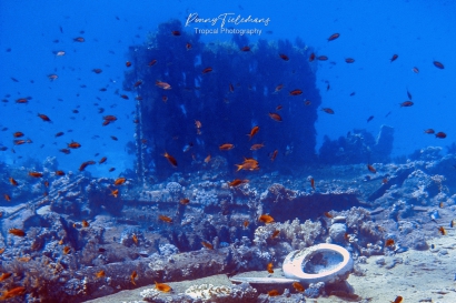 Shark Reef en Yolanda Reef