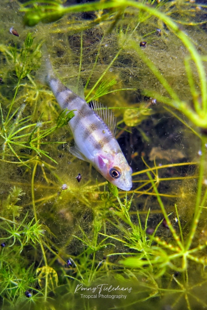 Baars - Perca-fluviatilis (Juveniel)